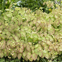 Epimedium Sulphureum - Epimedium versicolor Sulphureum - Bakker