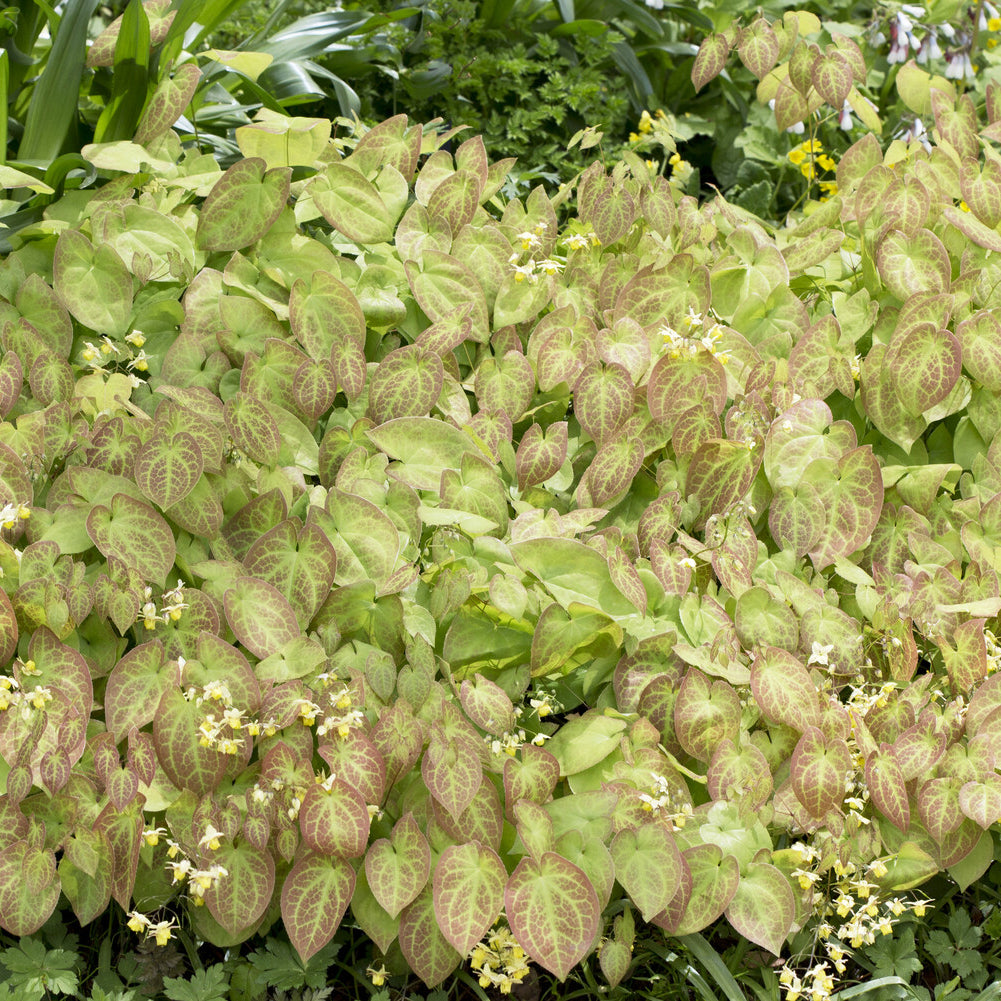 Epimedium Sulphureum - Epimedium versicolor Sulphureum - Bakker