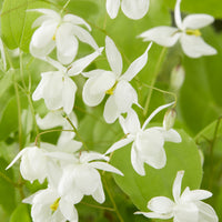 Epimedium Niveum - Epimedium youngianum Niveum - Bakker