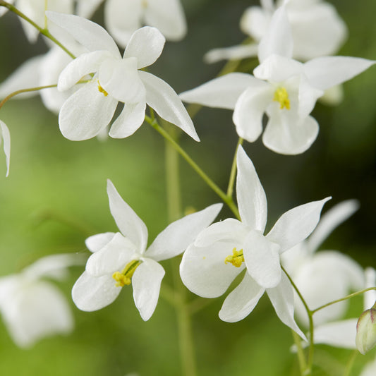 Epimedium Niveum