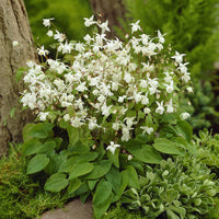 Epimedium youngianum Niveum - Epimedium Niveum - Epimedium