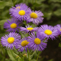 Erigeron Dunkelste Aller - Erigeron Dunkelste Aller - Erigeron