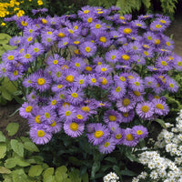 Erigeron Dunkelste Aller - Bakker