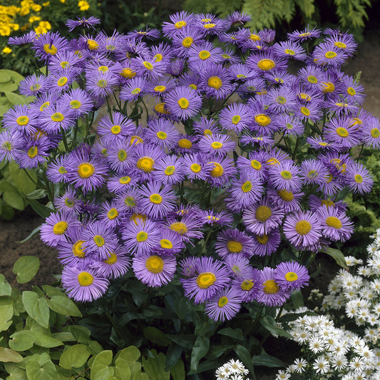 Erigeron Dunkelste Aller