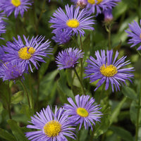 Erigeron Dunkelste Aller - Erigeron Dunkelste Aller - Bakker