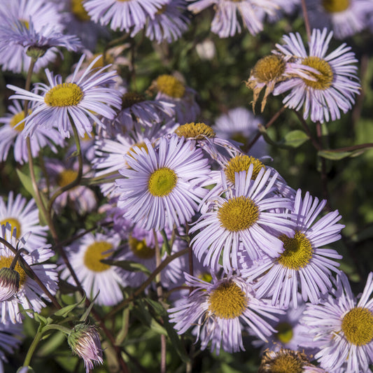 Vergerette Quakeress - Erigeron  - Bakker