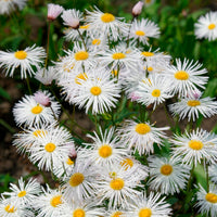 Erigeron - Vergerette Sommerneuschnee - Erigeron - Erigeron Sommerneuschnee