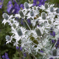 Eryngium giganteum - Panicaut géant - Panicaut