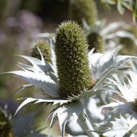 Panicaut - Panicaut géant - Eryngium giganteum
