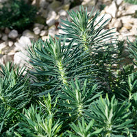Euphorbe characias Blue Wonder - Euphorbia characias blue wonder - Bakker