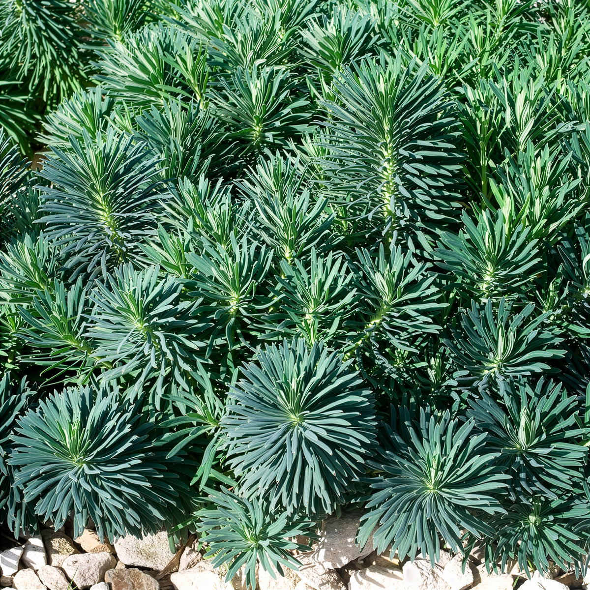 Euphorbe - Euphorbe characias Blue Wonder - Euphorbia characias blue wonder