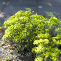 Euphorbe - Euphorbe petit-cyprès Clarice Howard - Euphorbia cyparissias clarice howard