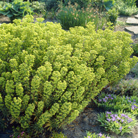 Euphorbia martinii - Euphorbe de Martin - Euphorbe