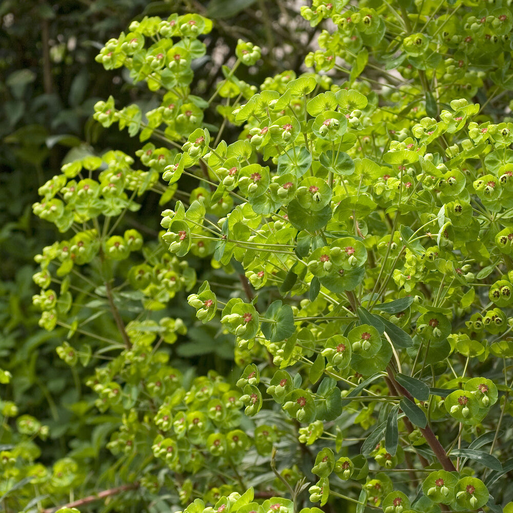Euphorbia martinii - Euphorbe de Martin - Euphorbe