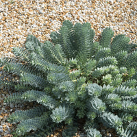 Euphorbia myrsinites - 3 Euphorbes de Corse - Euphorbe
