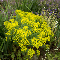 Vente Euphorbe de Sibérie - Euphorbia seguieriana subsp. niciciana