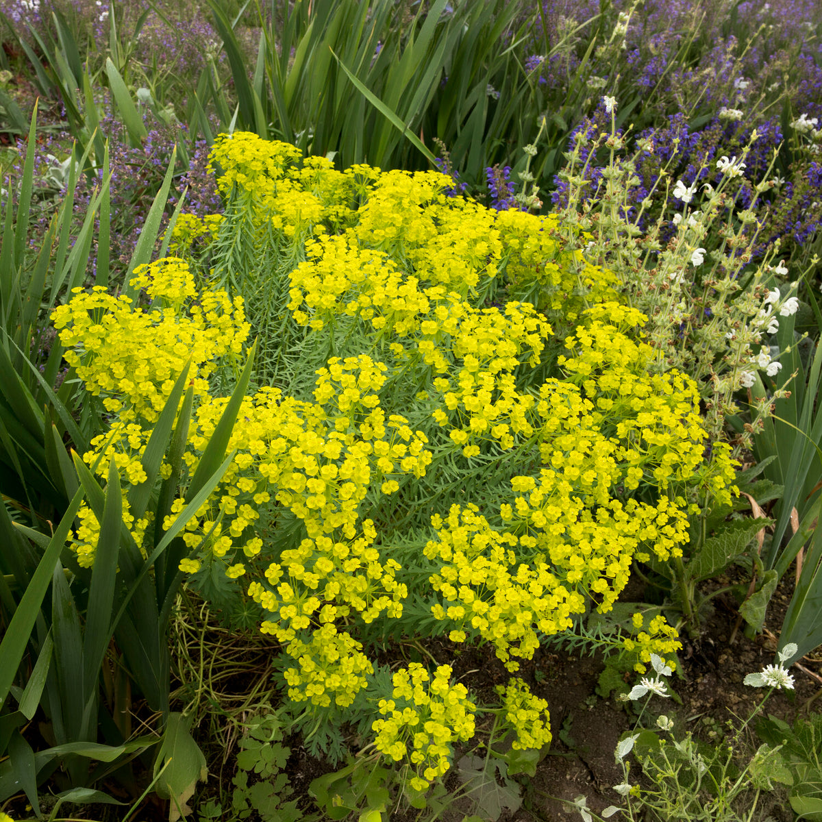 Vente Euphorbe de Sibérie - Euphorbia seguieriana subsp. niciciana