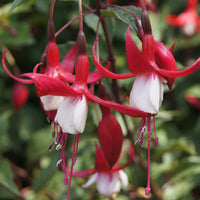 Fuchsia - Fuchsia Mme Cornelissen - Fuchsia Madame Cornelissen