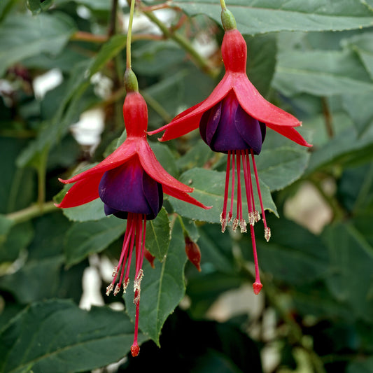 Fuchsia Mrs Popple - Bakker