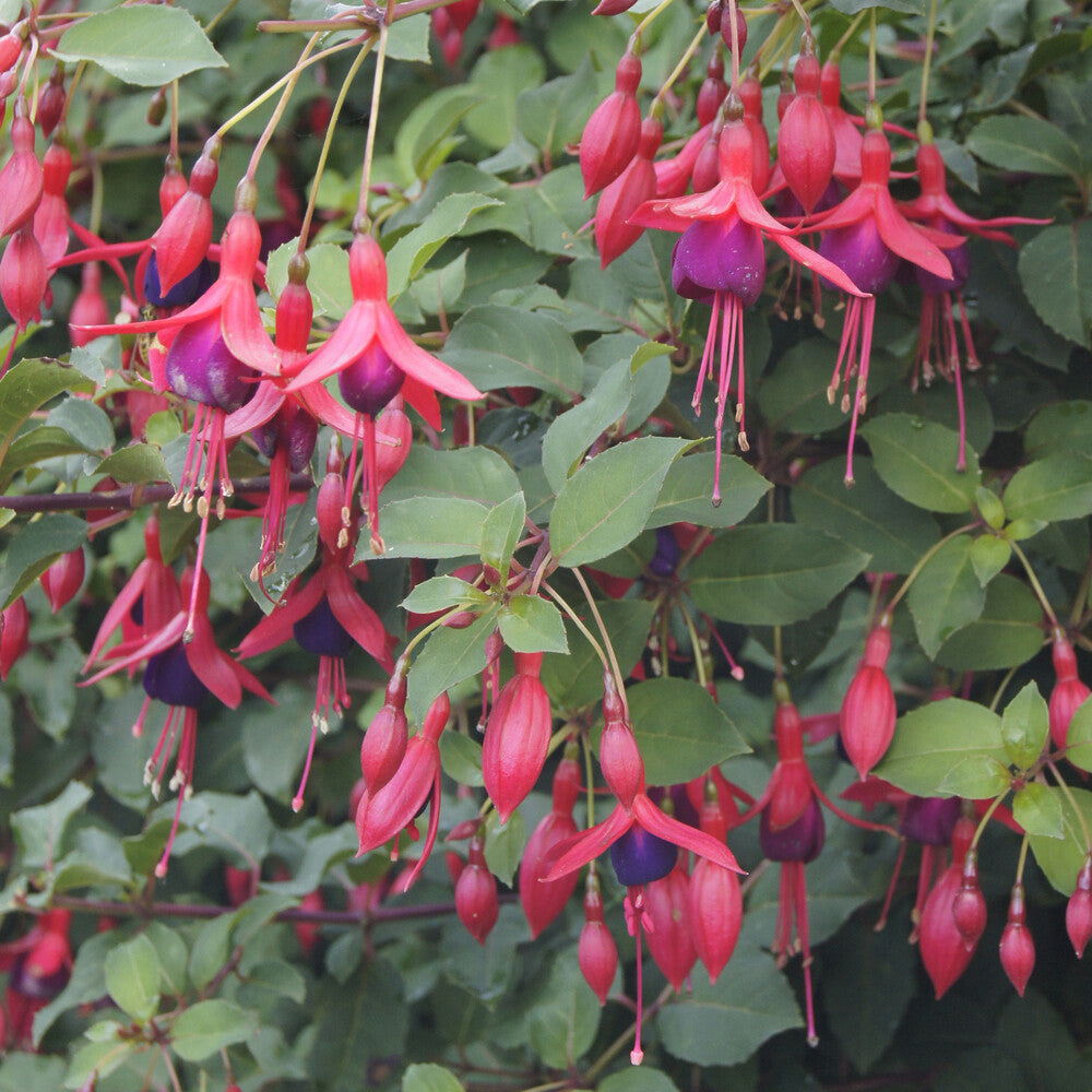 Fuchsia Mrs Popple - Fuchsia Mrs Popple - Bakker