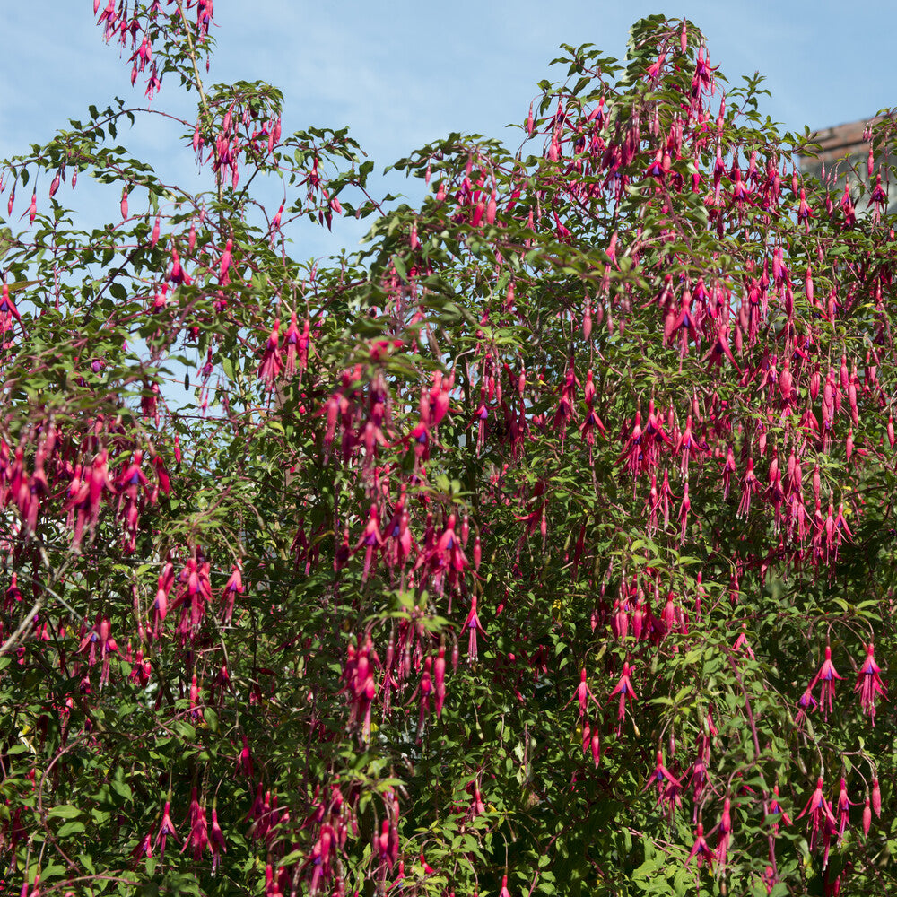 Fuchsia magellanica Riccartonii - 3 Fuchsias Riccartonii - Fuchsia