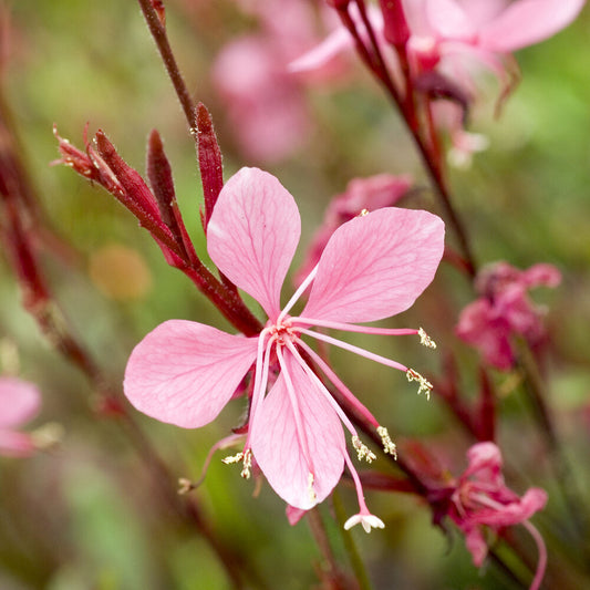Gaura Blaze - Bakker