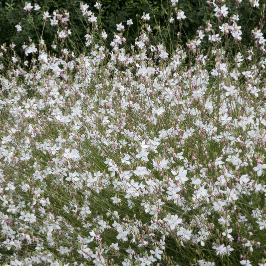 Gaura Short Form - Bakker