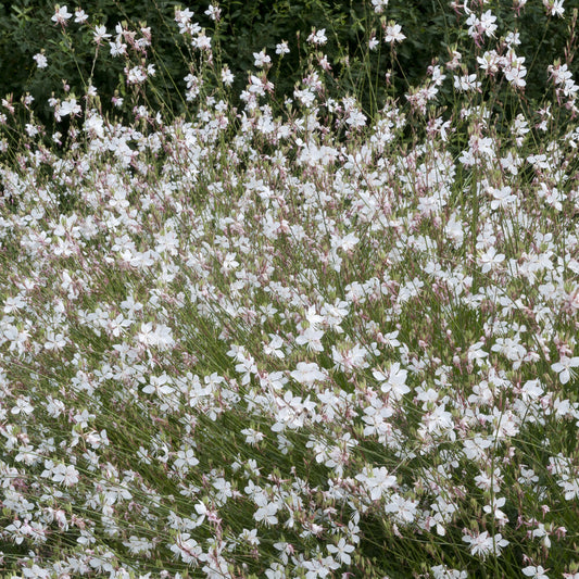 Gaura Short Form