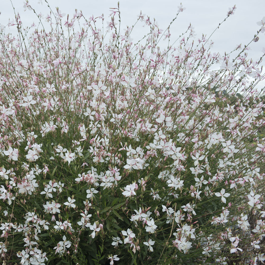 Gaura Short Form - Gaura lindheimeri Short Form - Bakker