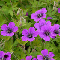 Géranium vivace Ann Folkard - Bakker
