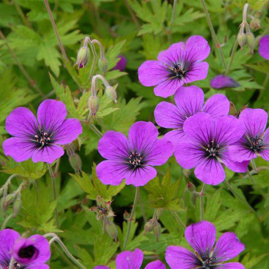 Géranium vivace Ann Folkard