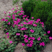 Geranium Ann Folkard - Géranium vivace Ann Folkard - Géraniums