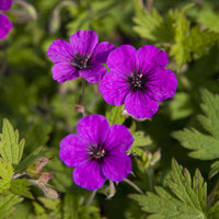 Géranium vivace Anne Thomson - Bakker