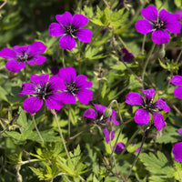 Géraniums - Géranium vivace Anne Thomson - Geranium Anne Thomson