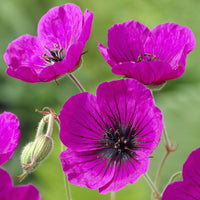 Géranium vivace Anne Thomson - Geranium Anne Thomson - Bakker