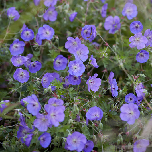 Géranium vivace Orion