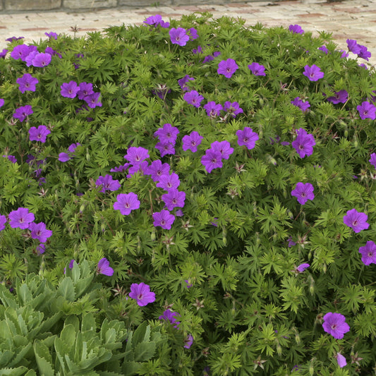 Géranium vivace Tiny Monster - Bakker