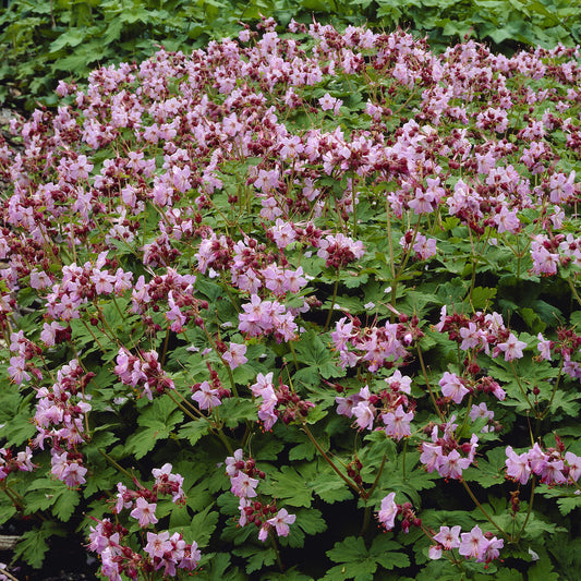 Géranium vivace Ingwersens Variety - Bakker