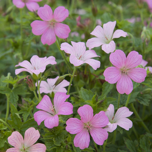 Géranium vivace Rose Clair - Bakker