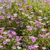 Géraniums - Géranium vivace Rose Clair - Geranium oxonianum Rose Clair