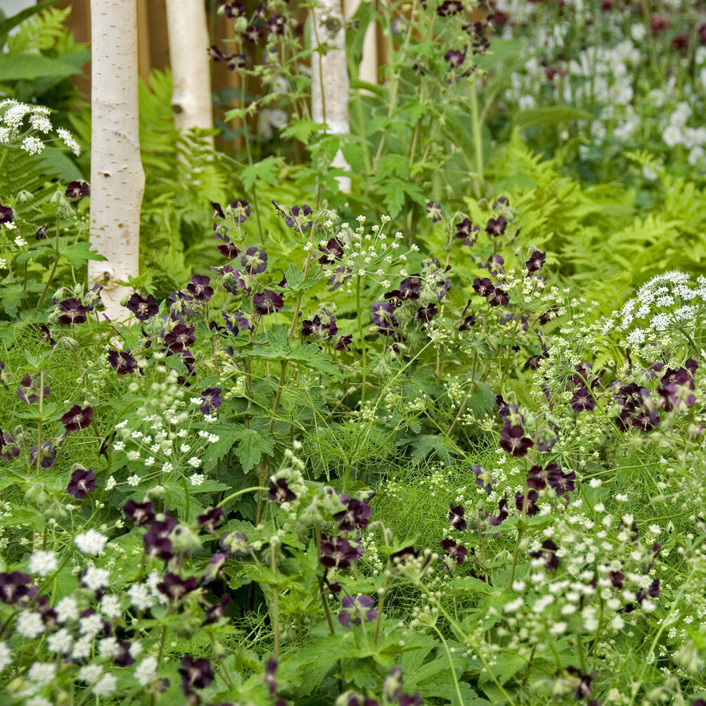 Géraniums - Géranium vivace livide - Geranium phaeum