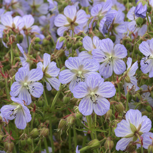 Géranium vivace Mrs. Kendall Clark - Bakker