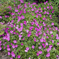Géranium vivace sanguin Ankums Pride - Geranium sanguineum Ankum's Pride - Bakker