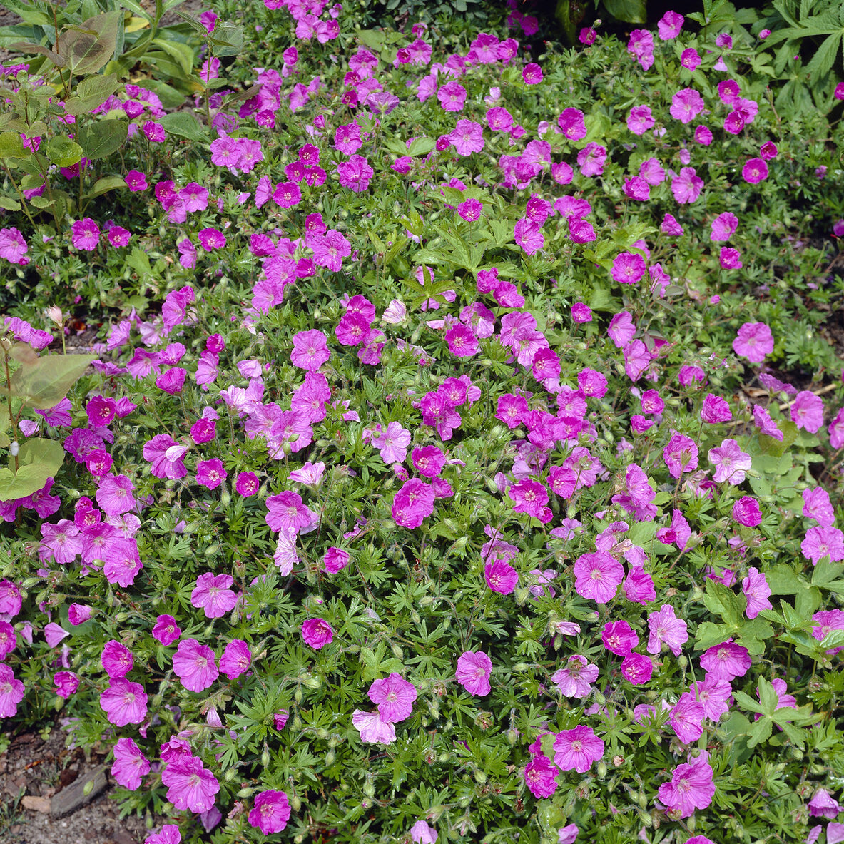 Géranium vivace sanguin Ankums Pride - Geranium sanguineum Ankum's Pride - Bakker