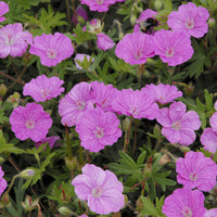 Geranium sanguineum Ankum's Pride - Géranium vivace sanguin Ankums Pride - Géraniums