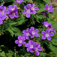 Geranium sylvaticum Mayflower - Géranium vivace des bois Mayflower - Géraniums