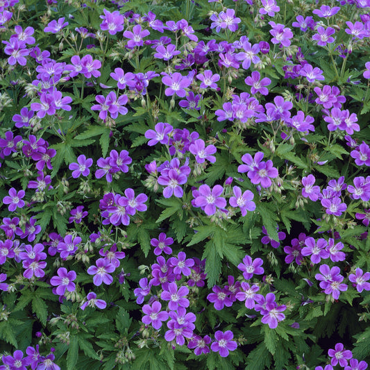 Géranium vivace des bois Mayflower