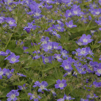 Géranium vivace des bois Mayflower - Geranium sylvaticum Mayflower - Bakker