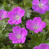 Géranium vivace sanguin Max Frei - Geranium sanguineum Max Frei - Bakker