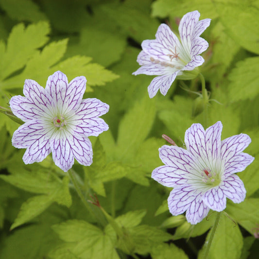 Géranium vivace versicolor